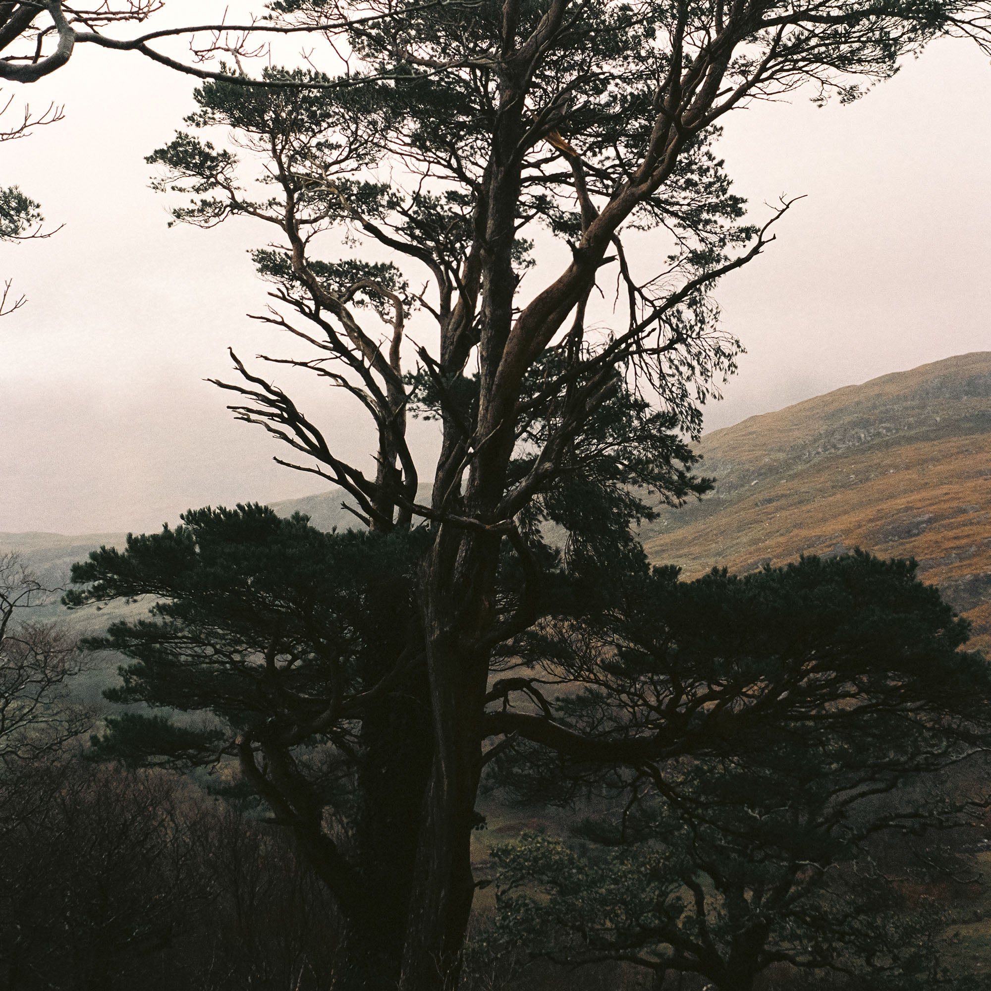 Still Standing, Ireland