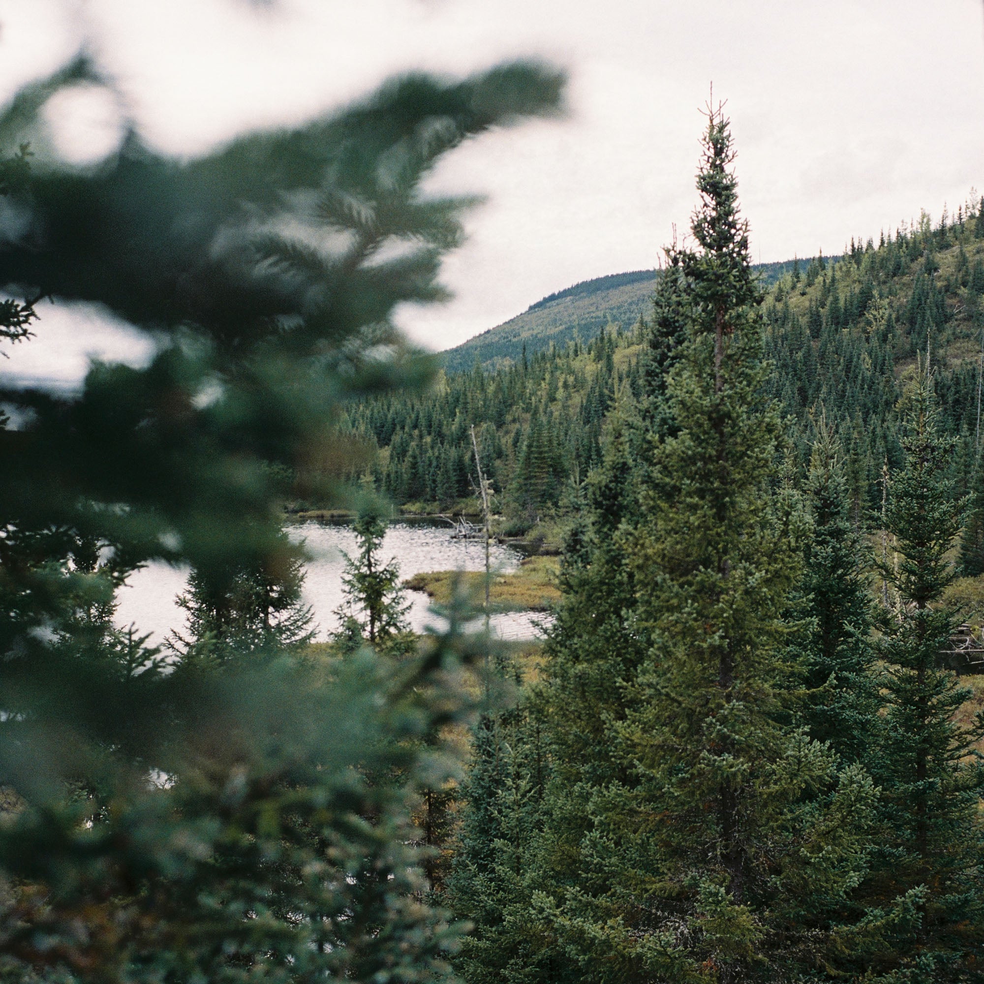 Among the Trees, Canada