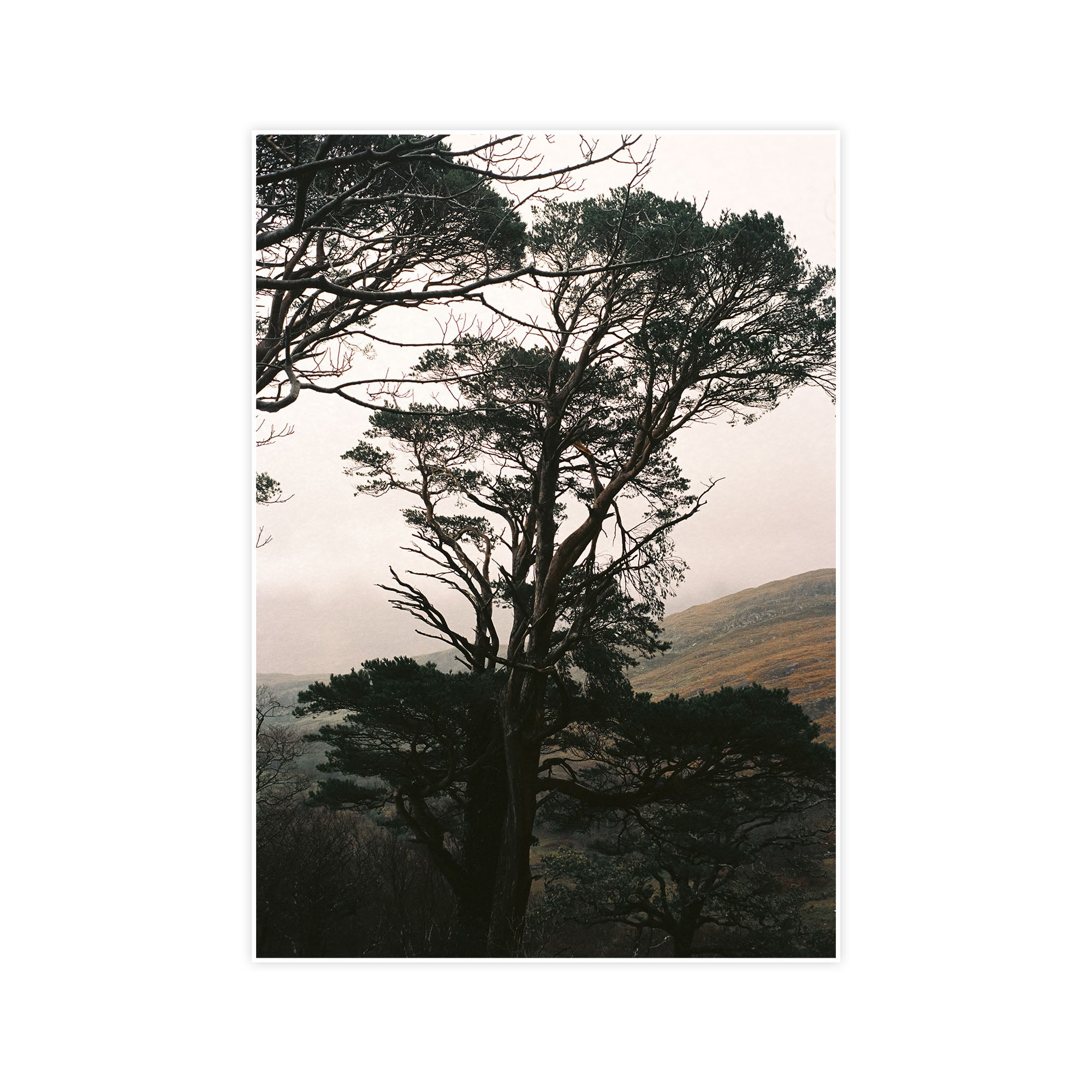 Still Standing, Ireland