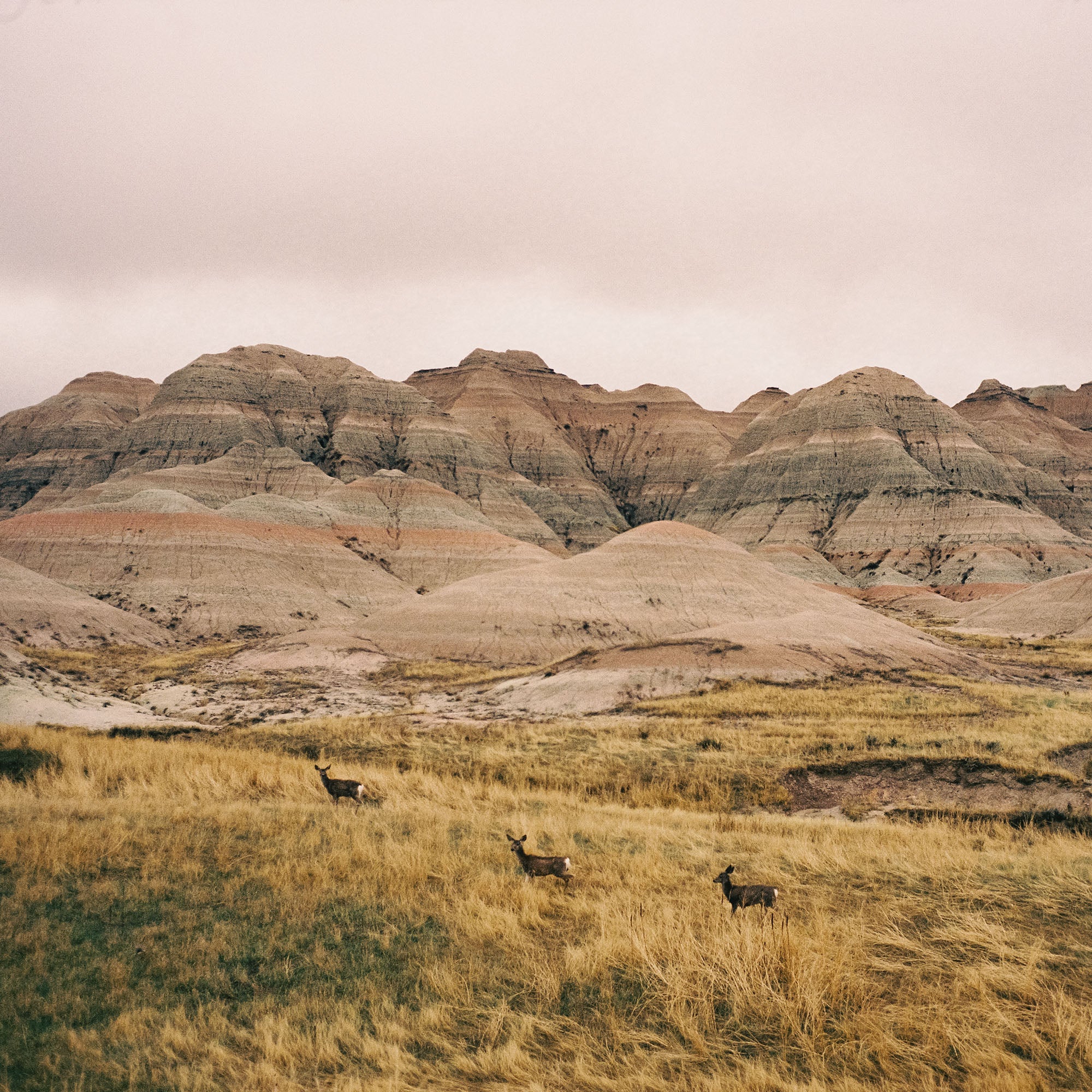 Across the Grasslands, USA